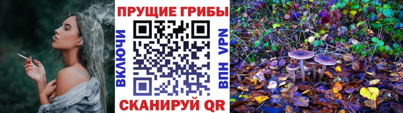 Купить  Новая Ладога  Псилоцибиновые грибы GOLDEN TEACHER 